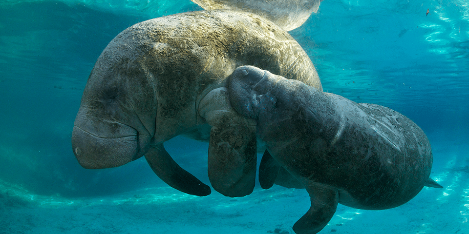 Ship Shape: No more dumping in the Florida Keys National Marine Sanctuary